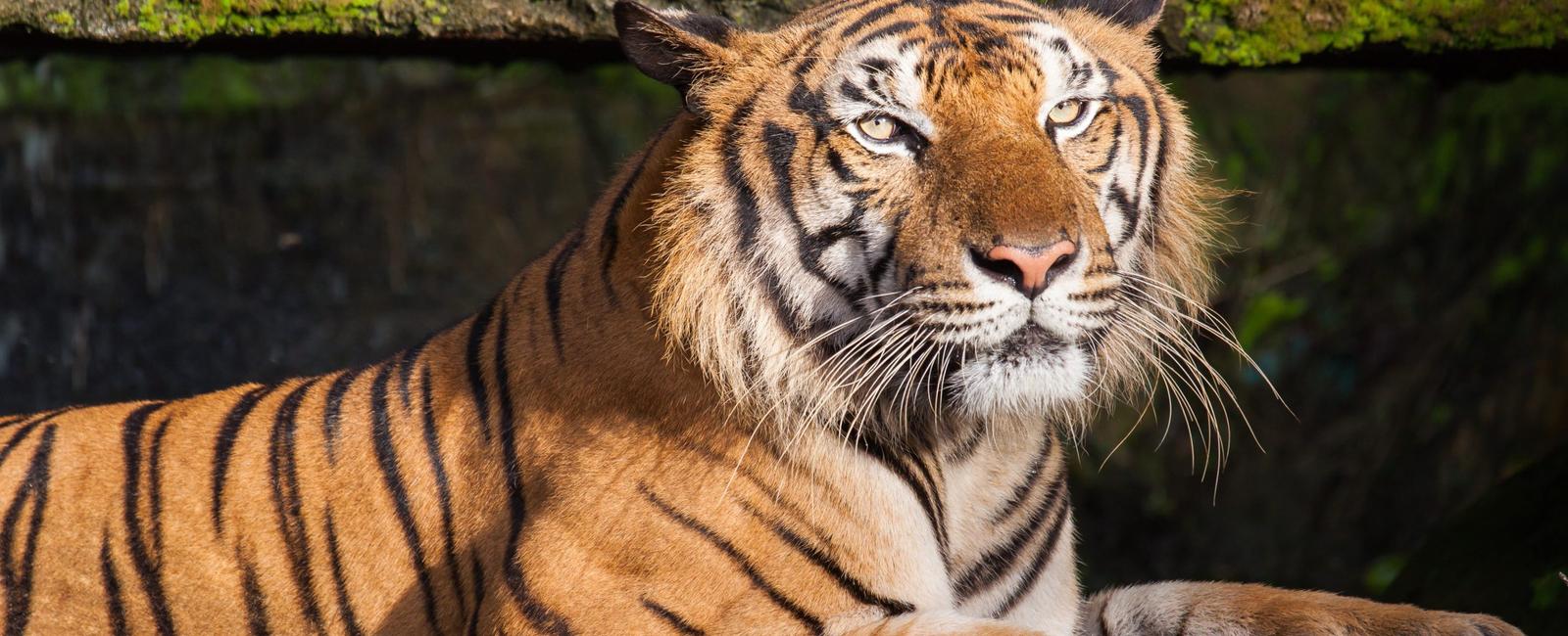 Tigers are the most vengeful animals on the planet