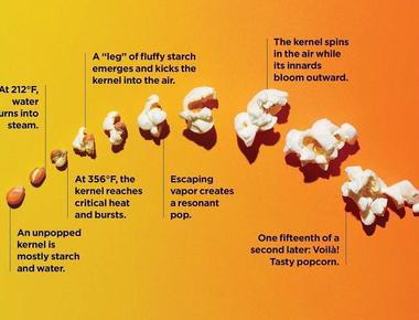 Most popcorn come in two basic shapes when popped snowflake and mushroom