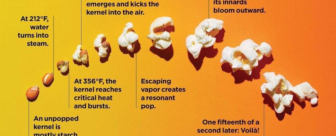 Most popcorn come in two basic shapes when popped snowflake and mushroom