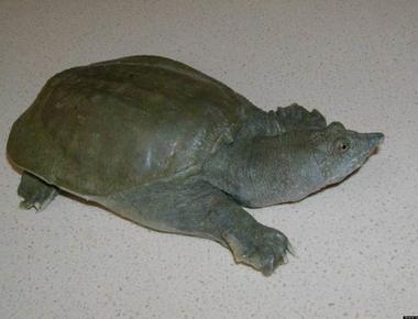 The chinese soft shelled turtle is the animal that is known to pee through its mouth