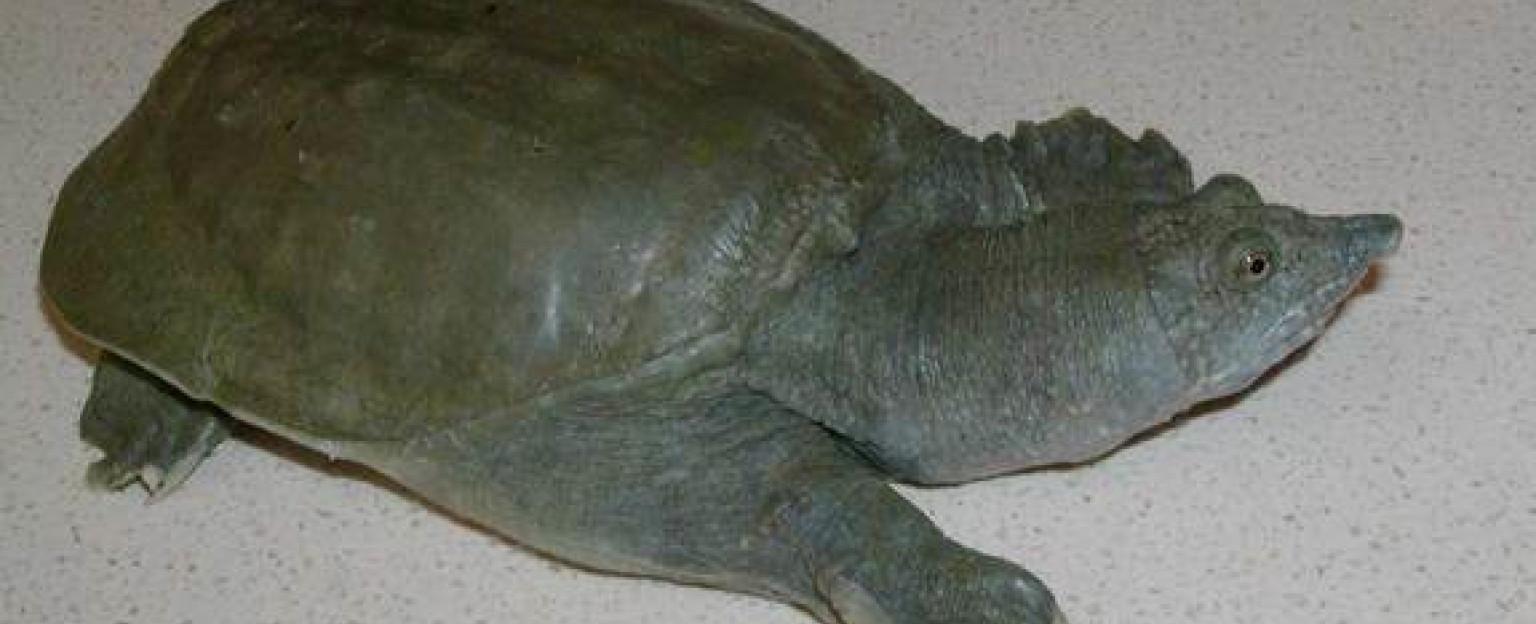 The chinese soft shelled turtle is the animal that is known to pee through its mouth