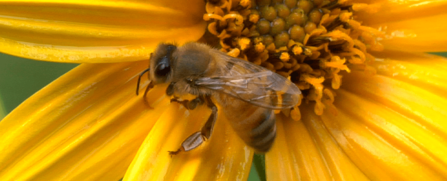 Honey bees have 2 stomachs one is for eating while a unique honey stomach stores the nectar they collect from flowers and water