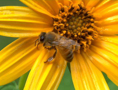 Honey bees have 2 stomachs one is for eating while a unique honey stomach stores the nectar they collect from flowers and water