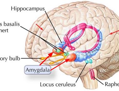 If it seems like your brain turns to mush during an orgasm the amygdala the part of the brain involved in fear and anxiety essentially shuts down when women have an orgasm