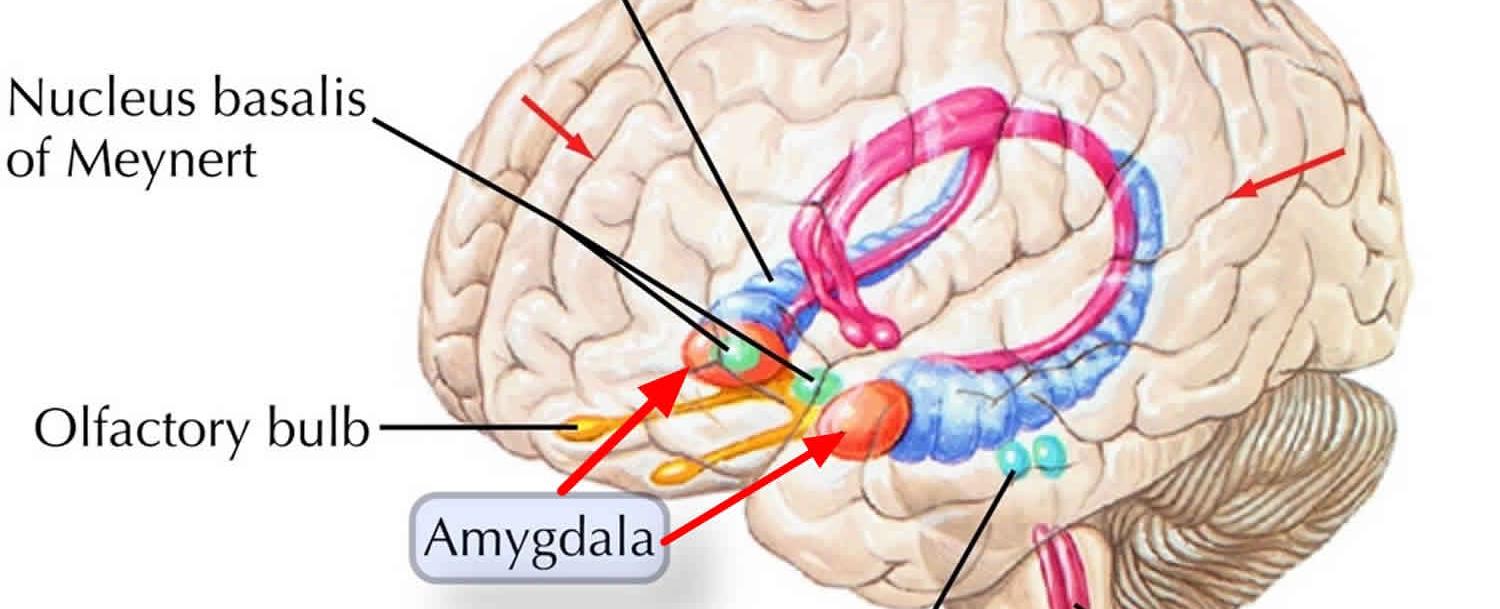 If it seems like your brain turns to mush during an orgasm the amygdala the part of the brain involved in fear and anxiety essentially shuts down when women have an orgasm