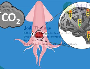 A squid s brain looks like a bagel it s all because of the way its digestive system is designed the food should go through the brain because of the nature of a squid s body a bagel helps to keep the brain intact when a squid swallows big chunks of food