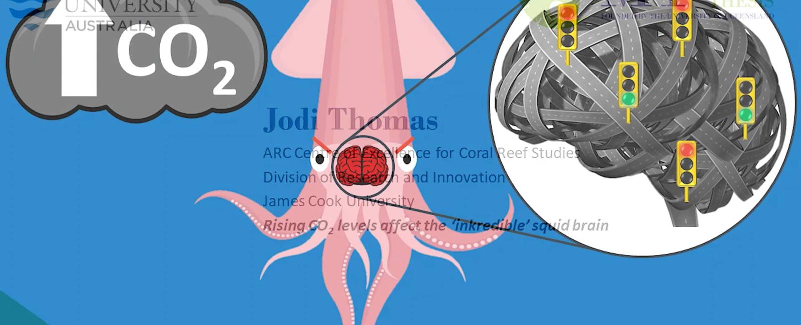 A squid s brain looks like a bagel it s all because of the way its digestive system is designed the food should go through the brain because of the nature of a squid s body a bagel helps to keep the brain intact when a squid swallows big chunks of food