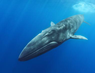 Scientists can also use the whale songs sung by fin whales to attract mates to map out the ocean floor sonically