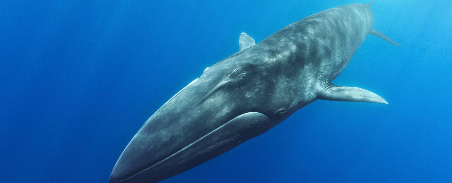 Scientists can also use the whale songs sung by fin whales to attract mates to map out the ocean floor sonically