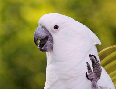 Amazonian parrots and cockatoos can live for over 75 years outliving their owners it s because they have fewer predators and gather in groups in the wild