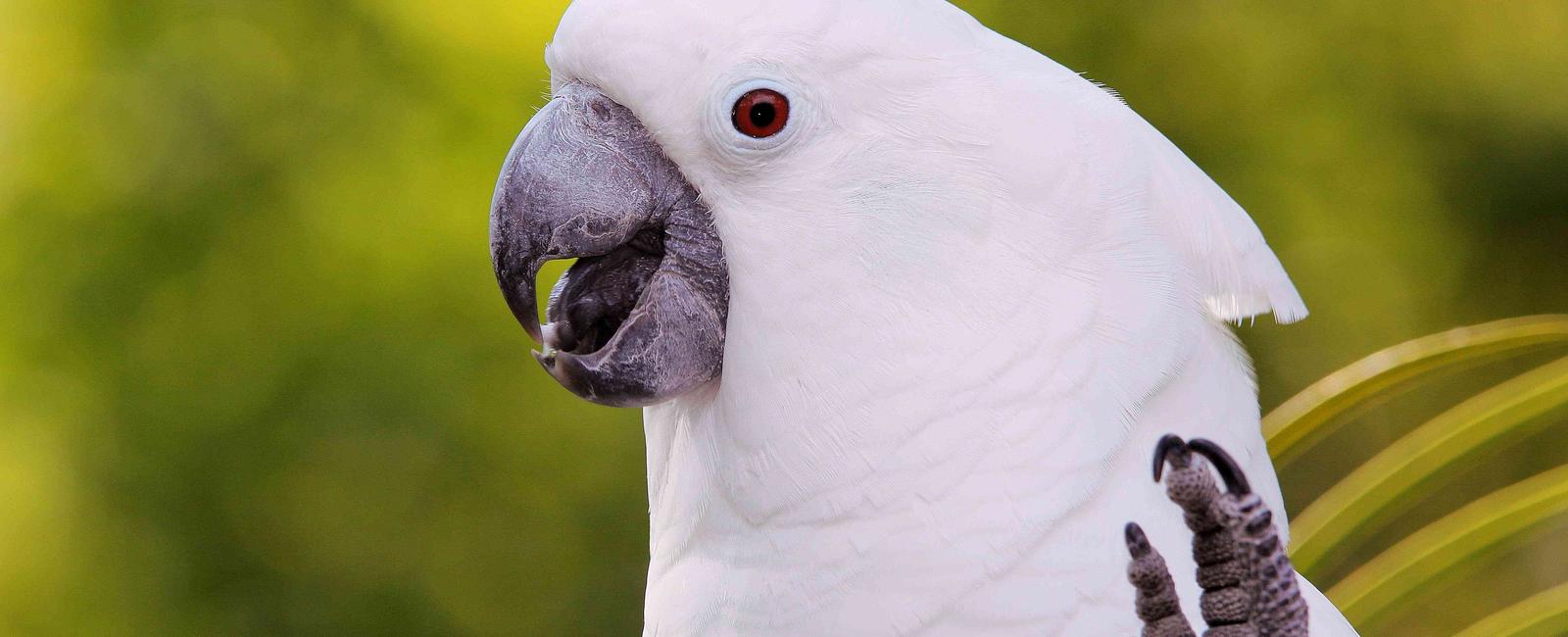 Amazonian parrots and cockatoos can live for over 75 years outliving their owners it s because they have fewer predators and gather in groups in the wild