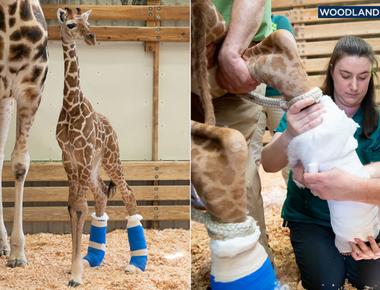 Baby giraffes use their butts as pillows