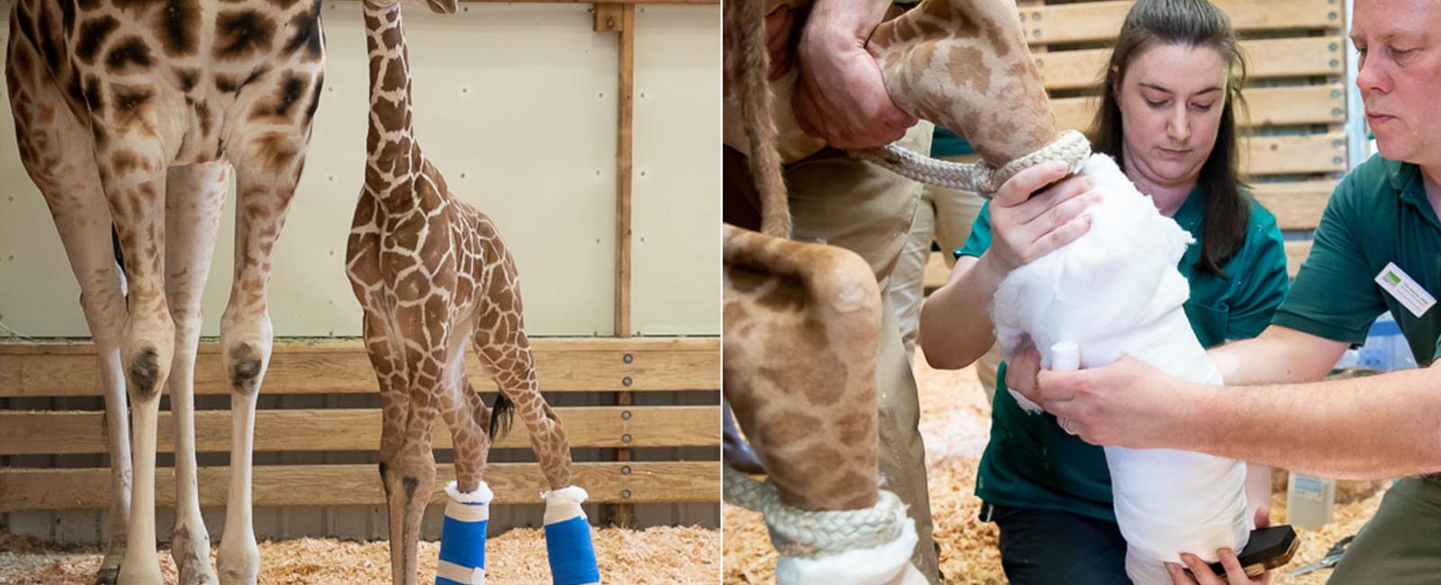 Baby giraffes use their butts as pillows