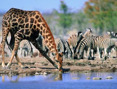 Since its neck is too short for reaching the ground a giraffe drinks water by spreading its front legs and kneeling to get a sip it then pumps its jaw to push the water up through its neck