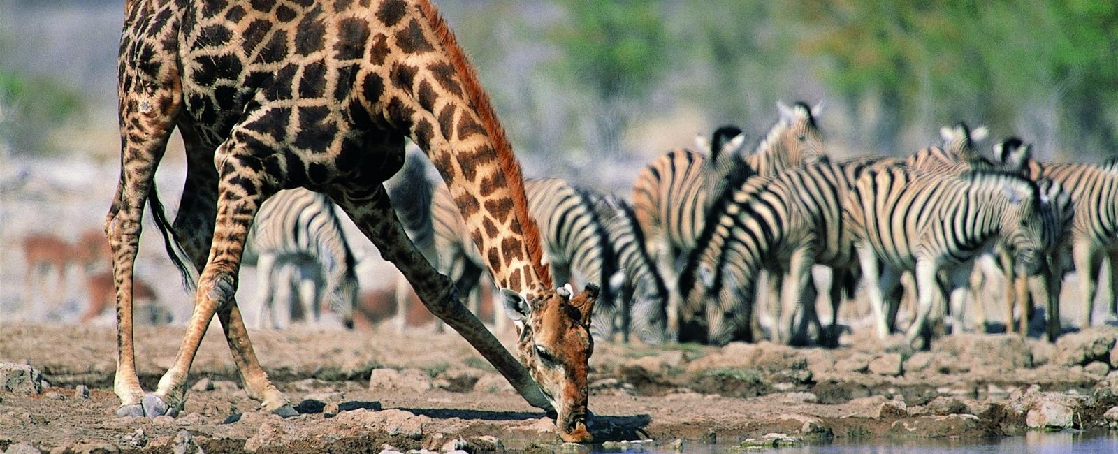 Since its neck is too short for reaching the ground a giraffe drinks water by spreading its front legs and kneeling to get a sip it then pumps its jaw to push the water up through its neck