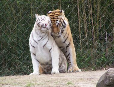 Webbed pawed tigers love spending their time in water that they can swim for hours they even hunt in water crossing rivers as wide as 18 miles and swimming for 9 miles stretches