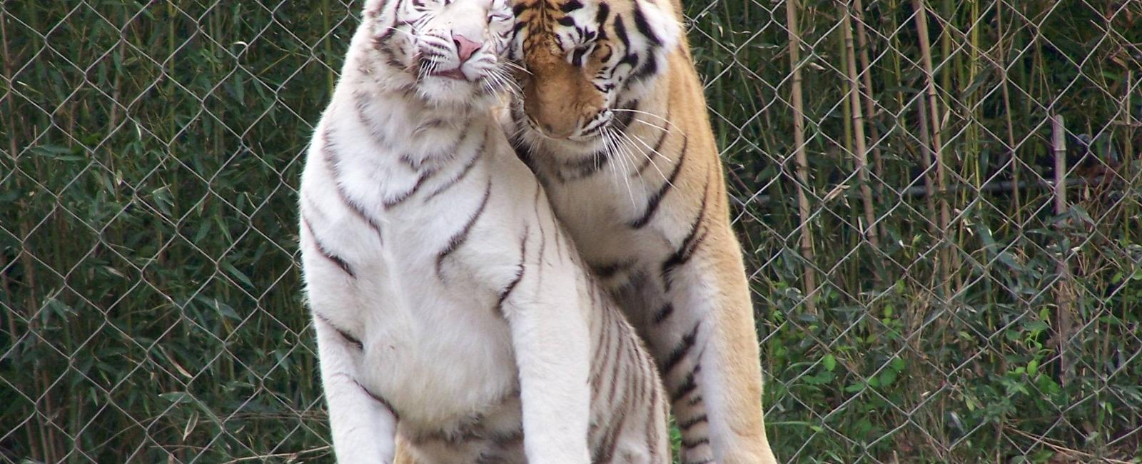 Webbed pawed tigers love spending their time in water that they can swim for hours they even hunt in water crossing rivers as wide as 18 miles and swimming for 9 miles stretches