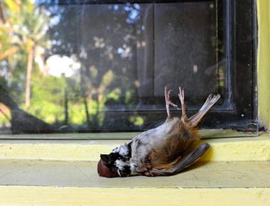 Over 1 000 birds a year die from smashing into windows