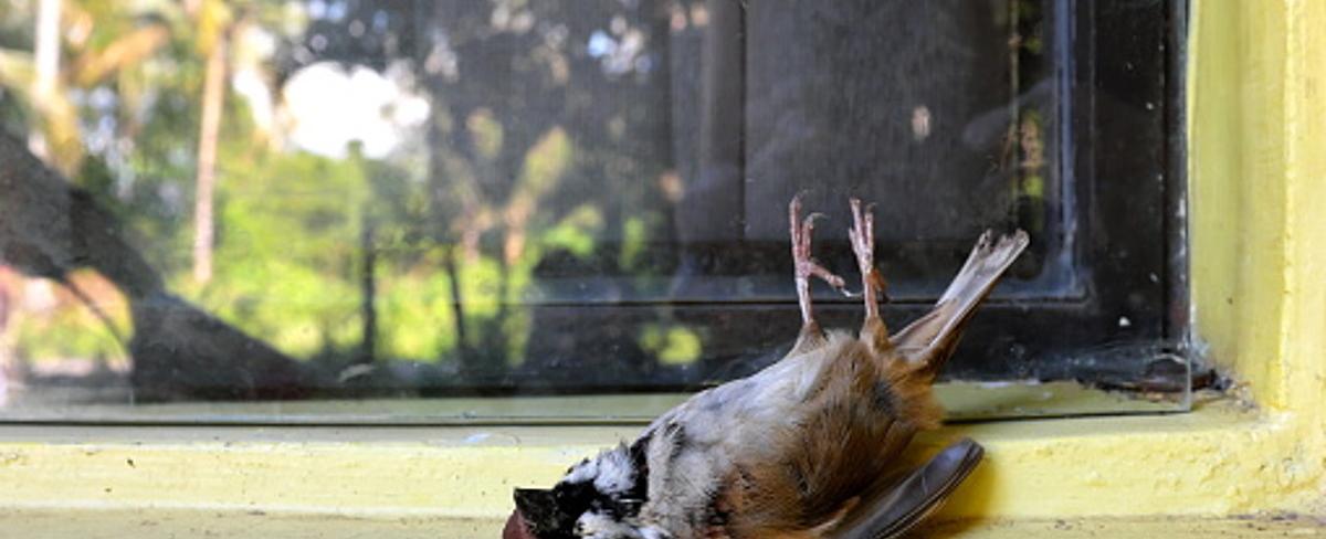 Over 1 000 birds a year die from smashing into windows