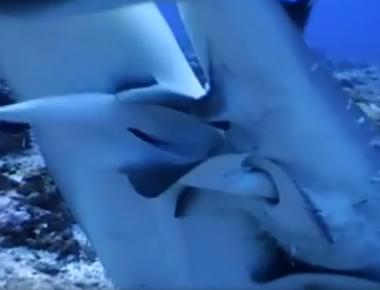 Female sharks have thicker skins than males scientists think it s because males have this odd tendency to bite females while mating