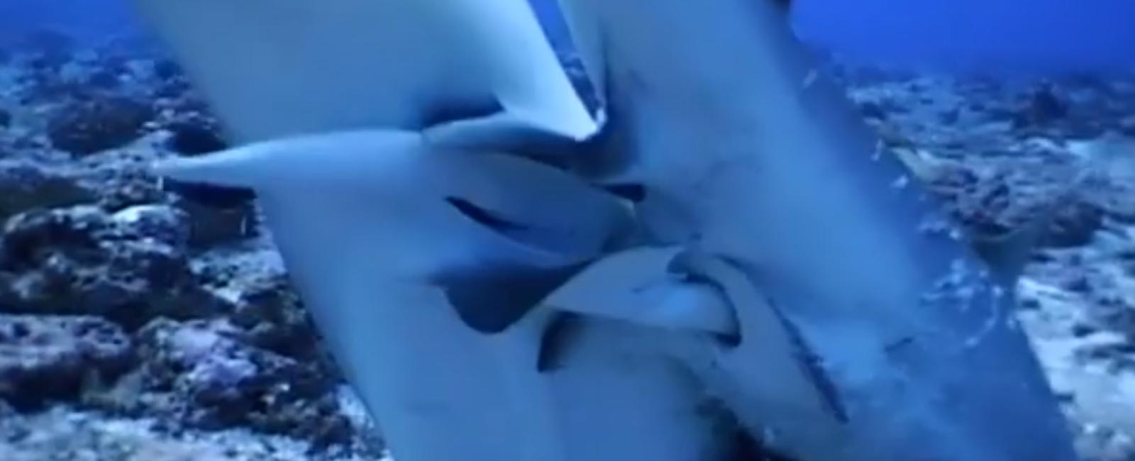 Female sharks have thicker skins than males scientists think it s because males have this odd tendency to bite females while mating