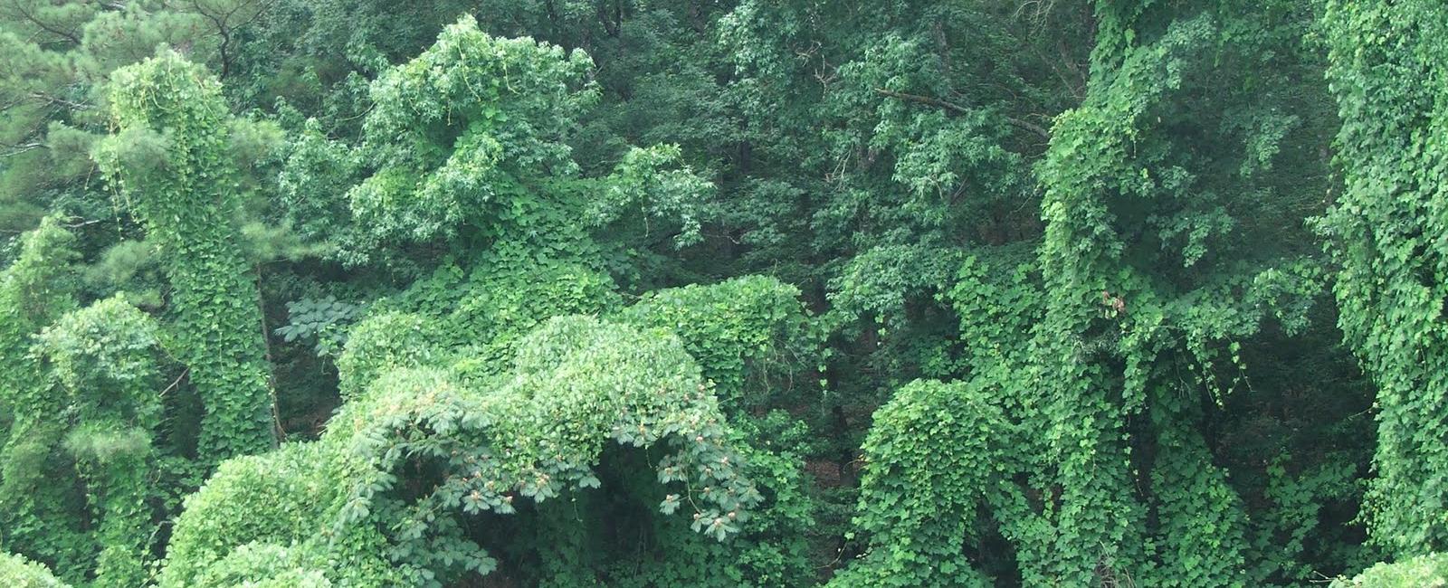 The kudzu is the vine that ate the south in the 1930s the u s government planted it across southern states to preserve nature but it killed nearby plants and trees instead