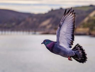 Homing pigeons use roads where is possible to help find their way home