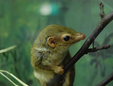 Apart from humans tree shrews are the only other animals who seek spicy food humans enjoy the thrill factor of eating chili peppers while the shrews are less sensitive to it