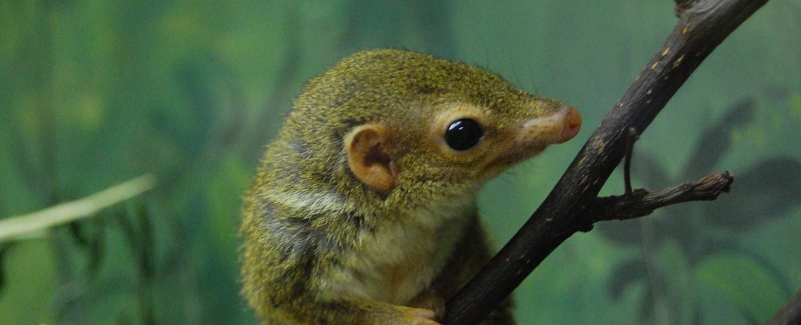 Apart from humans tree shrews are the only other animals who seek spicy food humans enjoy the thrill factor of eating chili peppers while the shrews are less sensitive to it