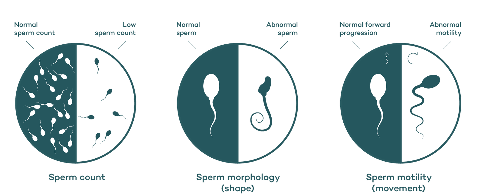 A single human fertile male produces enough sperm in two weeks to impregnate every single fertile woman on the planet it might sound like a lot but men typically produce 1500 sperm per second