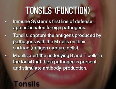 The purpose of the tonsils are to destroy foreign substances that are swallowed or breathed in