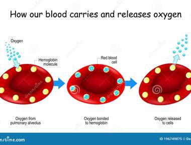 Red blood cells contain hemoglobin which is what allows them to carry oxygen