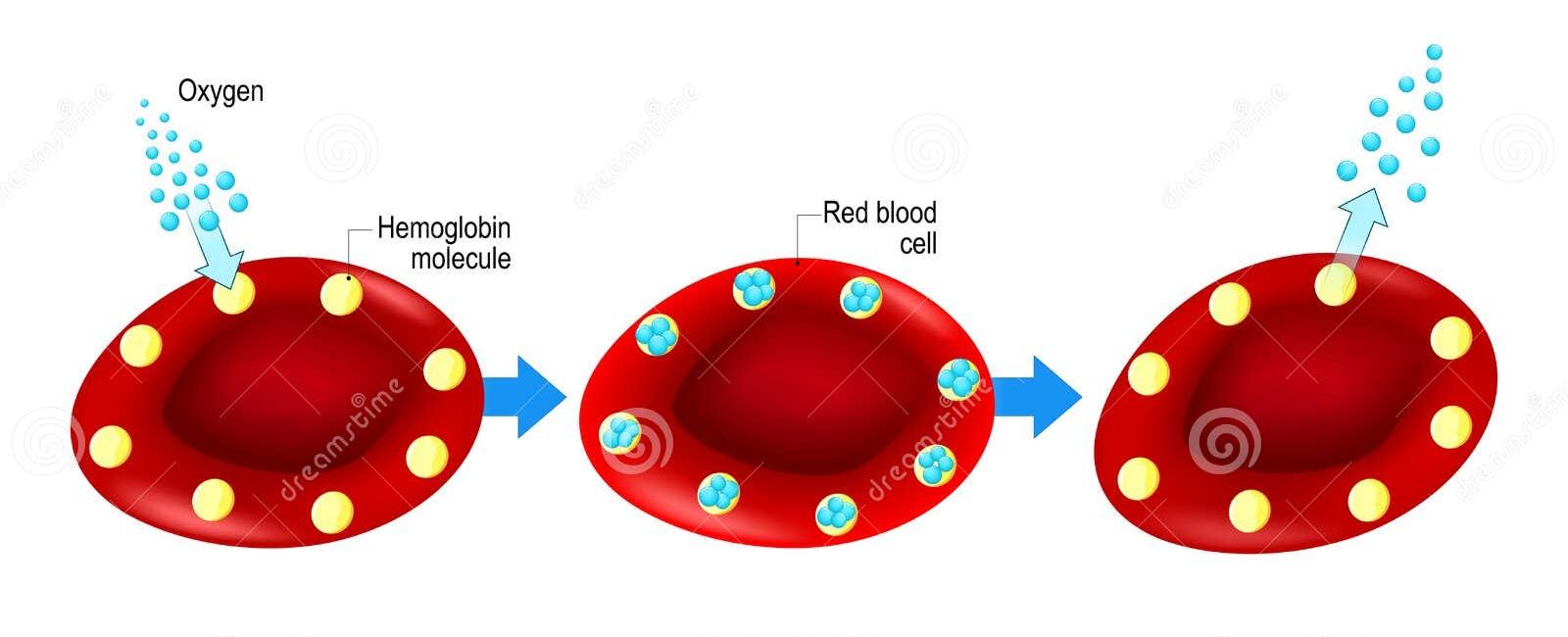 Red blood cells contain hemoglobin which is what allows them to carry oxygen