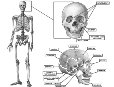 The human face is made up of 14 bones