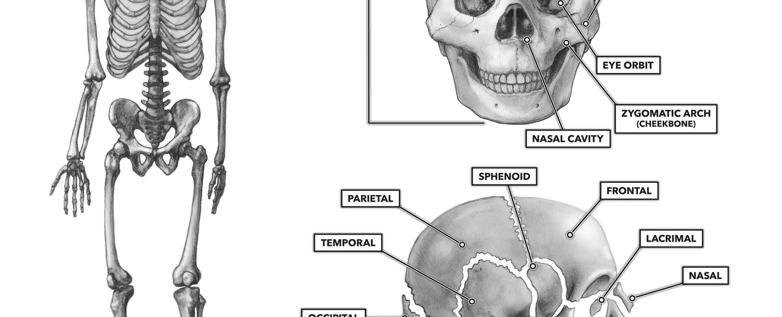 The human face is made up of 14 bones