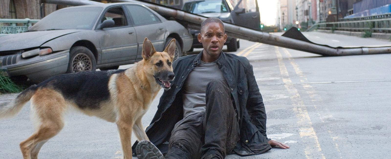 Will smith fell in love with his canine co star abbey in the movie i am legend he tried to adopt her when they finished filming but the dog s trainer didn t give her up