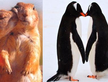 Humans are not the only species in the animal kingdom that have monogamous relationships wolves seahorses beavers otters and barn owls are just a few of the other species that mate for life