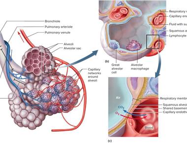 Yawning coats the tiny air sacs in the lungs alveoli with a wetting agent made up of fats and proteins surfactant