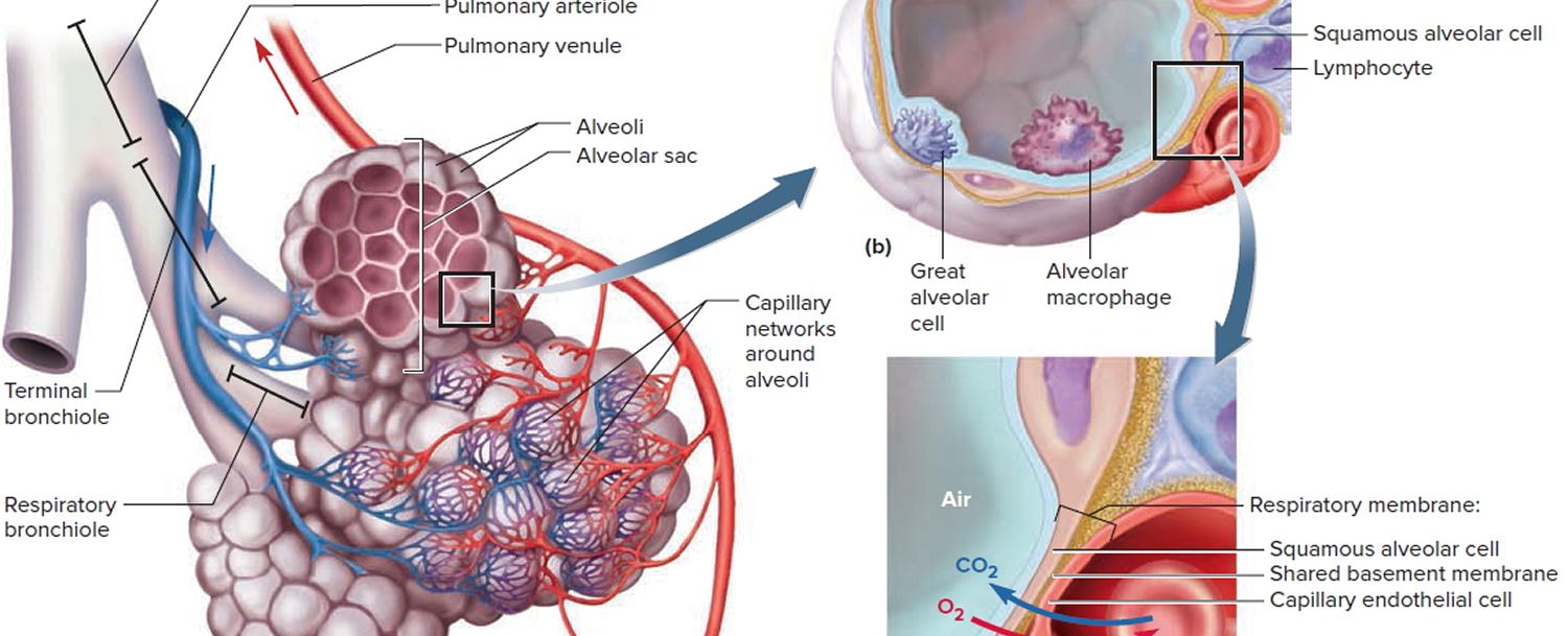 Yawning coats the tiny air sacs in the lungs alveoli with a wetting agent made up of fats and proteins surfactant