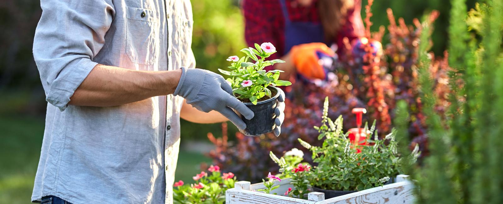 Someone who is enthusiastic about tending the garden is said to have this appendage greenthumb