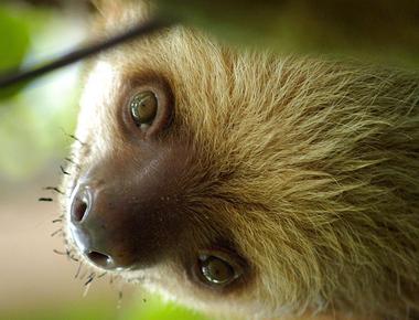 Sloths only poop once a week