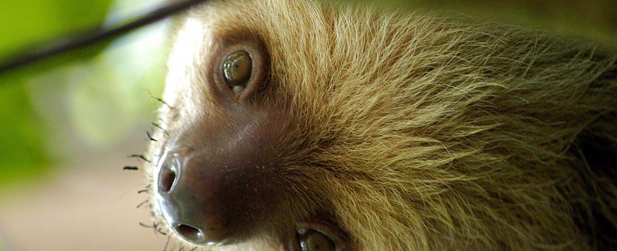 Sloths only poop once a week