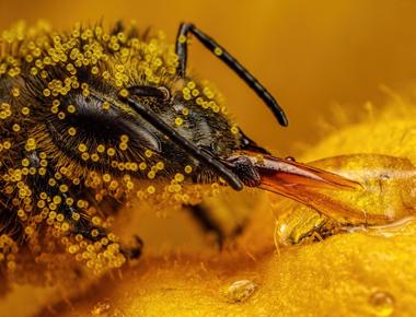 Honeybees have a type of hair on their eyes