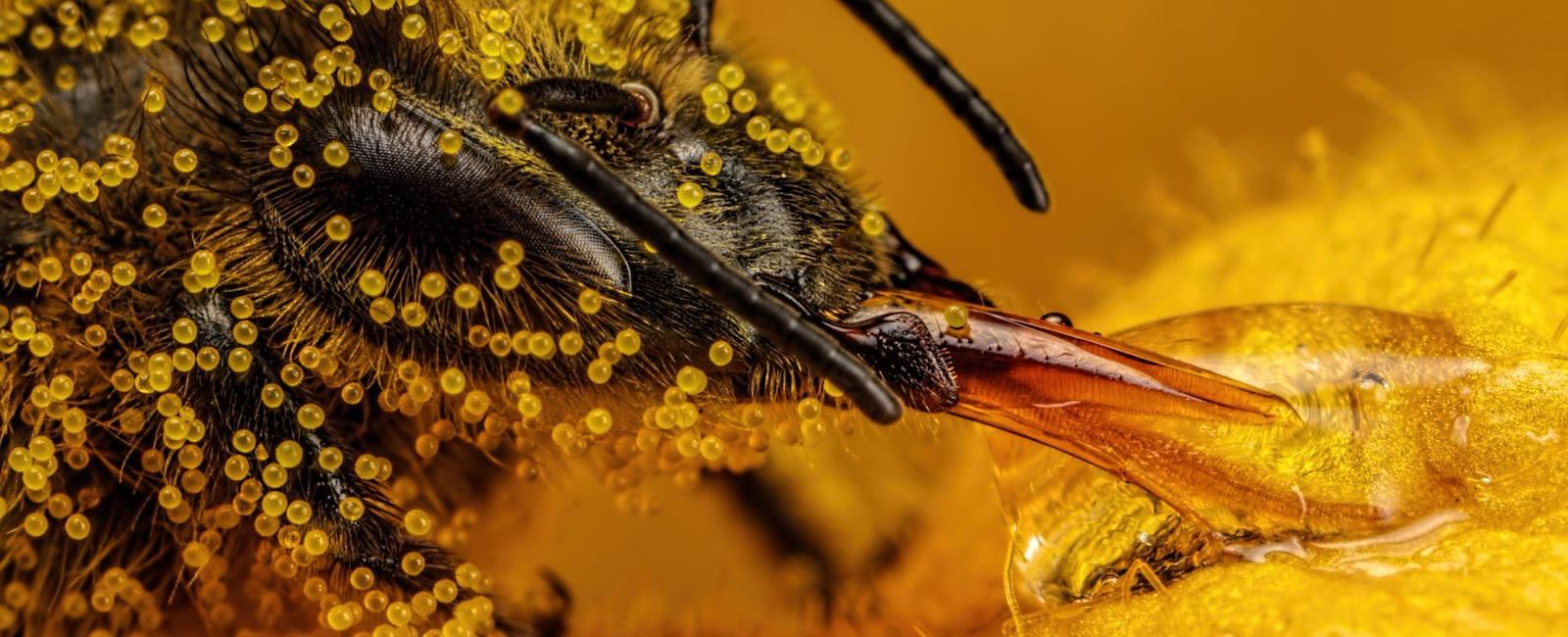 Honeybees have a type of hair on their eyes