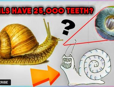 A snail can have about 25 000 teeth