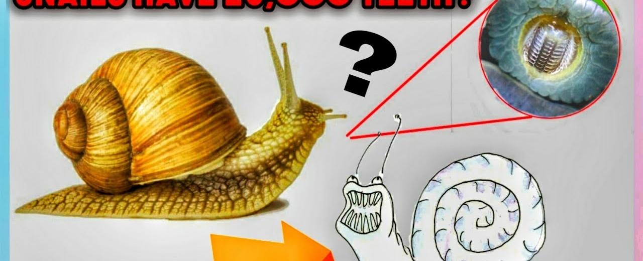 A snail can have about 25 000 teeth