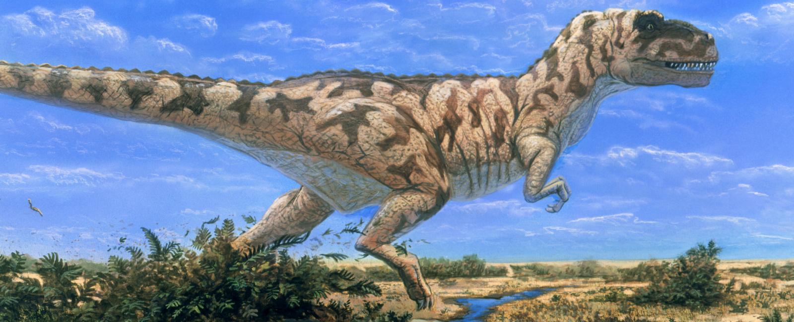 The most well known dinosaur tyrannosaurus rex lived over 65 85 million years ago scientists now estimate that they reached adult size at 20 but that their life span was only up to 30 years old