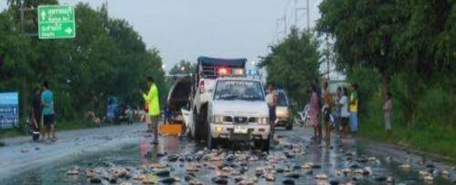 rain of fish is an annual weather event in which hundreds of fish rain from the sky onto the city yoro in honduras