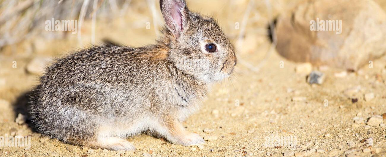 In wyoming it s illegal to take a picture of a rabbit between the months of january and april without an official permit