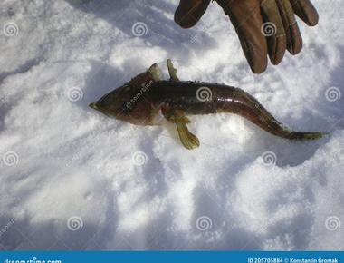 In antarctica there is a unique group of fish called ice fish these have no red pigment hemoglobin in their blood to carry oxygen around